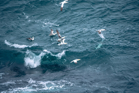 The dramatic cliffs of Skoruvikurbjarg on the Langanes Peninsula provide a sanctuary for gannets in Iceland
