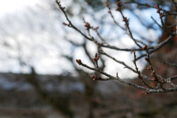 春の兆し、梅の芽吹き始めた木の枝