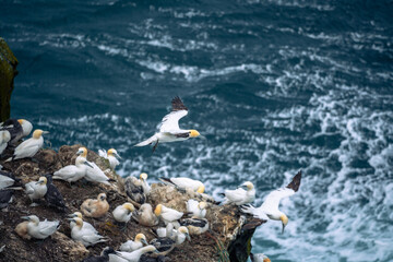 A tranquil scene of gannets resting on the steep Skoruvikurbjarg cliffs on the northeastern coast of Iceland