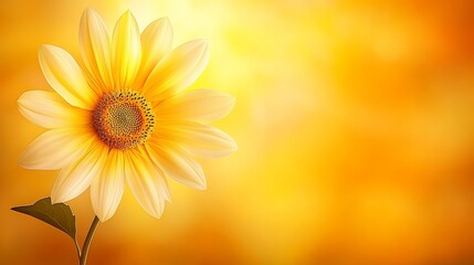 Obraz premium Sunny Yellow Sunflower in Golden Sunlight