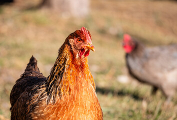 bielefelder chicken in foreground with barred rock in background