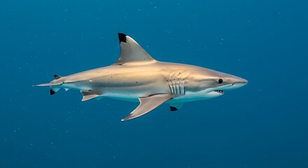 Fototapeta premium Blacktip Reef Shark Swimming in Ocean Underwater Wildlife