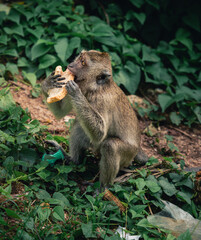 Monkey enjoys a piece of bread while sitting among green foliage in a natural habitat