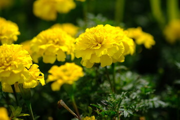 Mexican marigold, or African marigold is a flowering annual herb belonging to the Asteraceae family. tagetes erecta.
