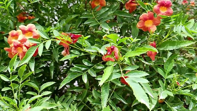 Red tulips in the garden.Close up of the pink Campsite radicans (trumpet vine, trumpet creeper,blossoming in garden.Bignoniaceae