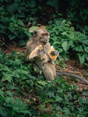 Monkey sits among lush greenery enjoying bread while surrounded by vibrant foliage in a natural setting