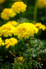 Mexican marigold, or African marigold is a flowering annual herb belonging to the Asteraceae family. tagetes erecta.