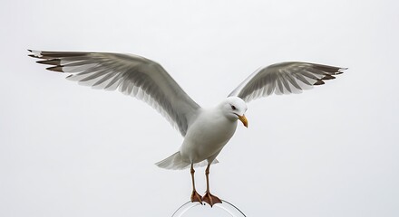 Obraz premium Majestic Seagull Wings Spread Wide Bird in Flight Wildlife Photography