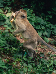 Monkey enjoying a snack while foraging in the lush greenery of a tropical forest during the day