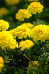 Mexican marigold, or African marigold is a flowering annual herb belonging to the Asteraceae family. tagetes erecta.