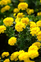 Mexican marigold, or African marigold is a flowering annual herb belonging to the Asteraceae family. tagetes erecta.