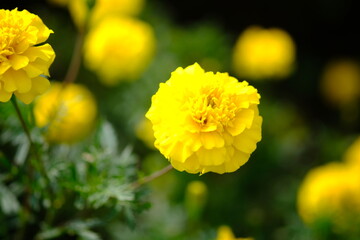 Mexican marigold, or African marigold is a flowering annual herb belonging to the Asteraceae family. tagetes erecta.