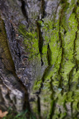 A CloseUp, Detailed View of Textured Tree Bark That Is Covered in Lush Green Moss Growing On It