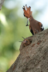 The Woodpecker lives naturally in Ayutthaya Province, Thailand.