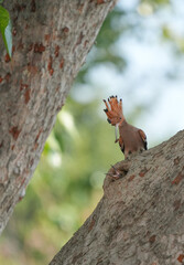 The Woodpecker lives naturally in Ayutthaya Province, Thailand.