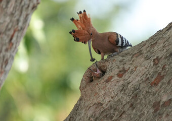The Woodpecker lives naturally in Ayutthaya Province, Thailand.