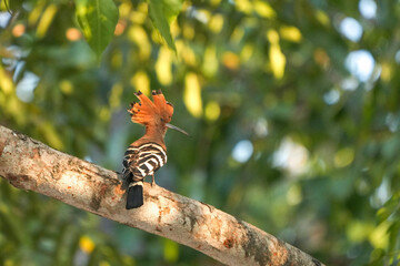 The Woodpecker lives naturally in Ayutthaya Province, Thailand.