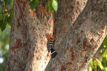 The Woodpecker lives naturally in Ayutthaya Province, Thailand.