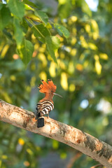 The Woodpecker lives naturally in Ayutthaya Province, Thailand.