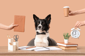 Cute Border Collie dog and female hands with things at table on beige background. Time management...