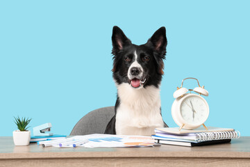 Cute Border Collie dog with alarm clock and stationery at table on blue background. Time management concept