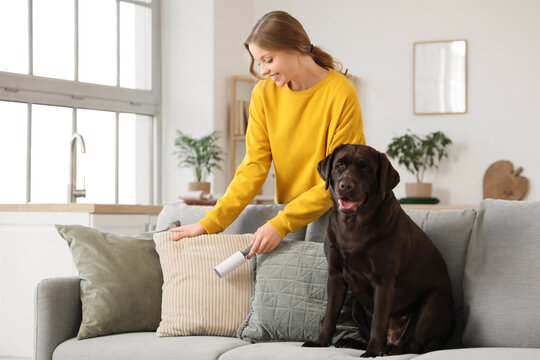 Young woman cleaning cushion with lint roller and Labrador dog on sofa at home