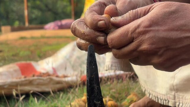 Close up shot of hands of Indian woman peeling areca nut. Handheld