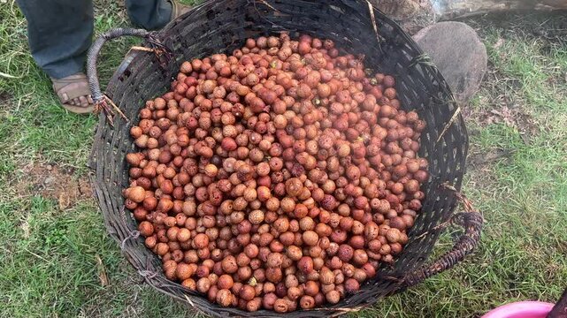 Man placing freshly cooked areca nuts in bamboo basket to drain. Top view, close up