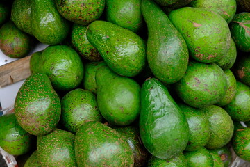 pile of fresh green avocados. Persea americana