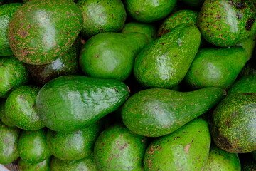 pile of fresh green avocados. Persea americana