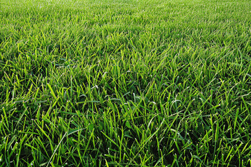 Obraz premium Macro Shot of Grass Field