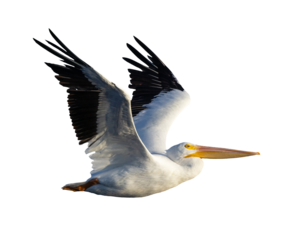An American white pelican (Pelecanus erythrorhynchos) in flight. Transparent png. Pelican isolated from my original photo on a transparent background. Clip art / graphic asset for your design projects