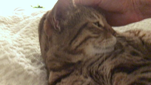 Pet love. Female hand stroking Bengal cat sleeping on the bed.