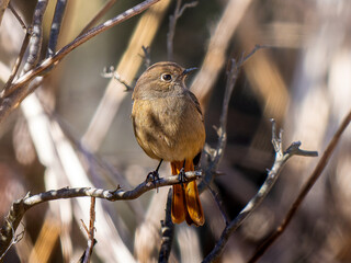枝にとまるジョウビタキのメス