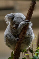木の上で眠る可愛いコアラ