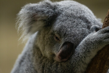 木の上で眠る可愛いコアラ