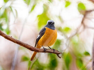 枝にとまるジョウビタキのオス