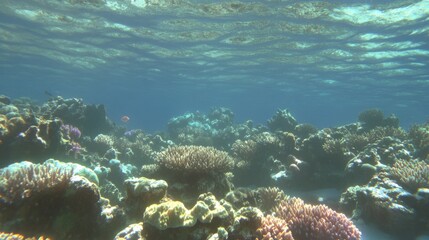 Fototapeta premium Underwater Coral Reef Scene with Vibrant Fish Life