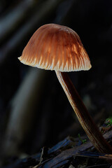 Magical and beautiful mushrooms from the forest.