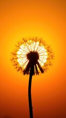 White dandelion seeds float in the summer wind against a blue sunset sky