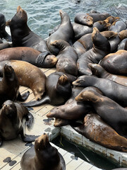 Sea Lions on Oregon Coast 1