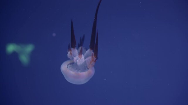 Dark tentacles of elegant upside down jellyfish drifting gracefully through translucent blue underwater environment, revealing mesmerizing marine life movement