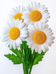 Obraz premium A photostock of fresh daisies in a charming bouquet, showcasing white petals and yellow centers, arranged on a bright white background for floral-themed designs. High Quality