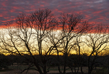 Fototapeta premium Dramatic sunset lighting a layer of clouds and with focus on winter tree branches in Legacy Hills Park near Georgetown, Texas