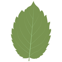 Tropical Leaves Illustration. Flat Cartoon Design of Plant and Flower. Isolated Vector