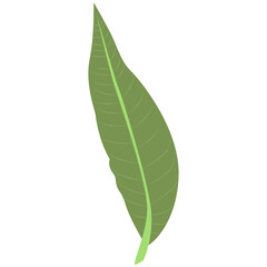 Obraz premium Tropical Leaves Illustration. Flat Cartoon Design of Plant and Flower. Isolated Vector