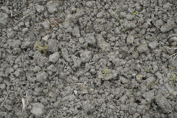 Dry Soil with Natural Textures and Sprouts
