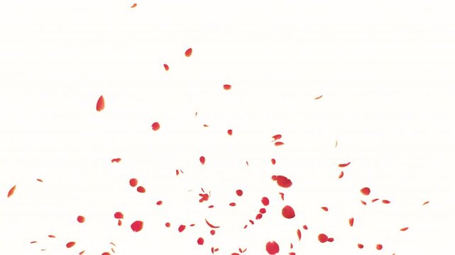 Red Rose Petals Burst on White Background. 3D rendering. Blast of red rose petals on white background
