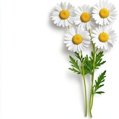 A photostock of beautiful daisies with white petals and yellow centers, arranged in a natural bouquet on a clean white background, symbolizing freshness and simplicity. High Quality © niramol