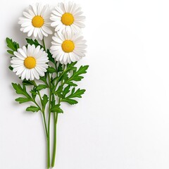 A photostock of beautiful daisies with white petals and yellow centers, arranged in a natural bouquet on a clean white background, symbolizing freshness and simplicity. High Quality © niramol